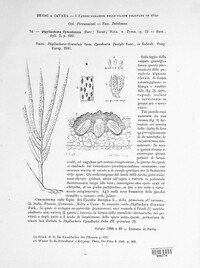 Phyllachora cynodontis image